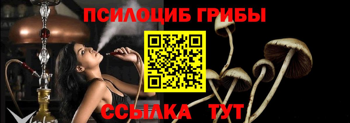 Галлюциногенные грибы Psilocybe Усть-Джегута
